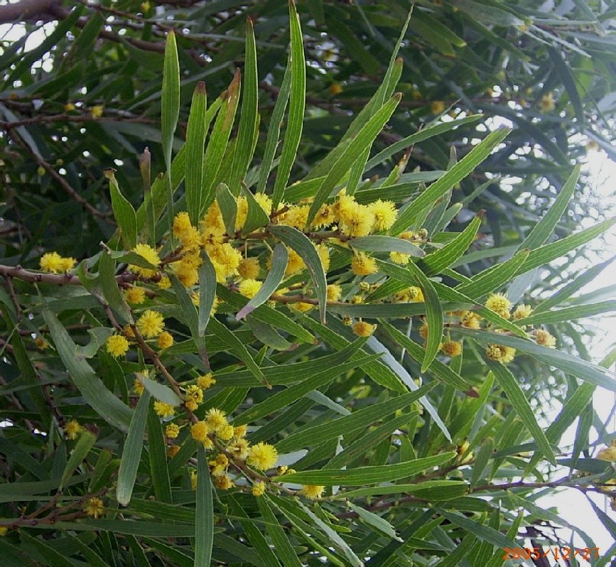 沖縄本島のソウシジュ : おはなはんの植物観察日誌