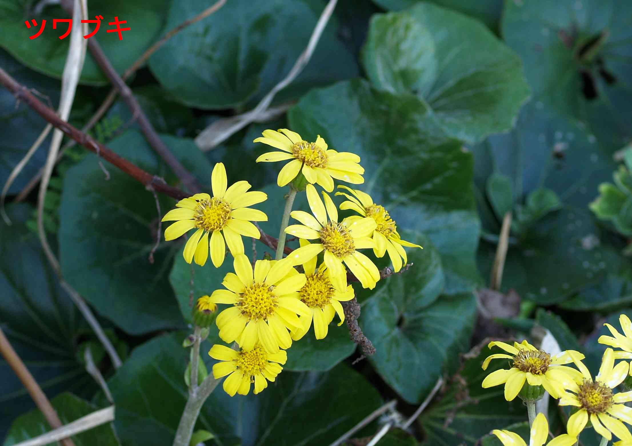 晩秋 海岸に咲く 黄色の花3種 おはなはんの植物観察日誌