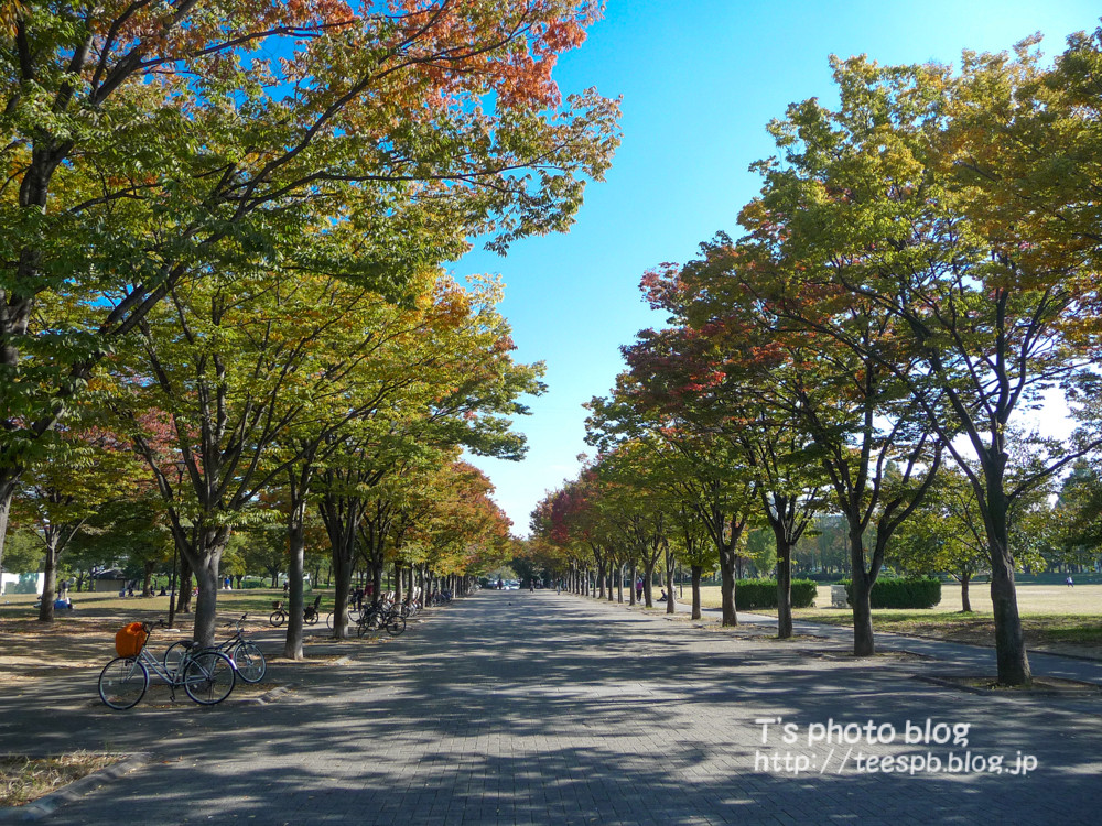 まだまだ早いけど紅葉を求めて鶴見緑地をぶらっと 16年11月5日 T S Photo Blog まだまだ早いけど紅葉を求めて鶴見緑地をぶらっと 16年11月5日 T S Photo Blog
