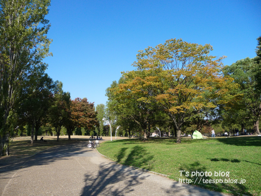 まだまだ早いけど紅葉を求めて鶴見緑地をぶらっと 16年11月5日 T S Photo Blog まだまだ早いけど紅葉を求めて鶴見緑地をぶらっと 16年11月5日 T S Photo Blog