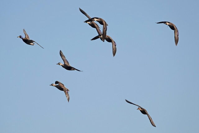 カルガモ マガモ オオバン カイツブリ ミコアイサ アオサギ クロハラアジサシ 手賀沼悠々散歩