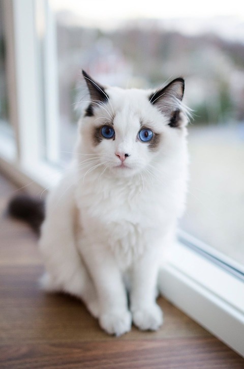 猫 画像 世界一美しいネコ 美人ネコ画像 にゃん速 猫 画像 世界一美しいネコ 美人ネコ画像 にゃん速