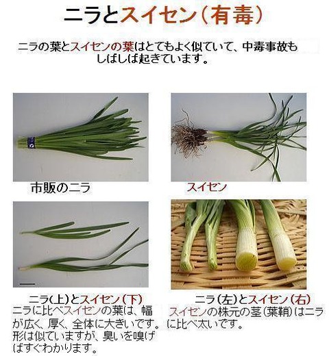 兵庫 ネギと間違えスイセンの葉で中華丼 １０人食中毒 にゃん速