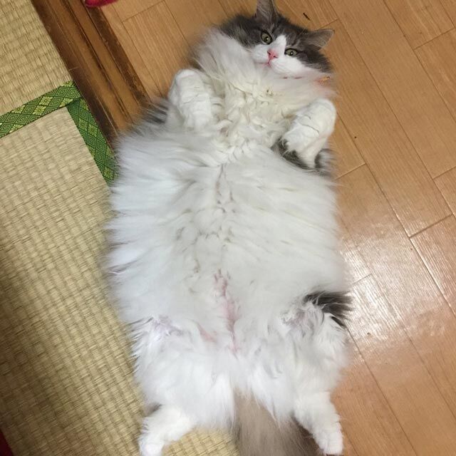 猫の1日に密着 我が家のにゃんこの過ごし方とスケジュールを追跡 ていない ていねいじゃない暮らしのブログ Powered By ライブドアブログ 猫の1日に密着 我が家のにゃんこの過ごし方とスケジュールを追跡 ていない ていねいじゃない暮らしのブログ Powered By ライブドアブログ