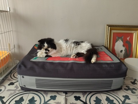 高反発マットレス入りのオリジナル猫ベッド 買ってよかった猫グッズ｜安くておしゃれなオススメペット用品10選【2021年】