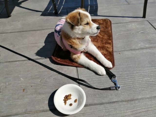 子犬のはるちゃん｜セリアの100円マットは子犬のおでかけにぴったり