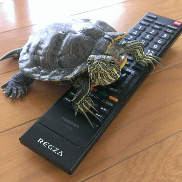 ミニマリスト雑記ブロガー「カタカナ 5min.」の非効率系ミニマリストカタカナさんインタビュー