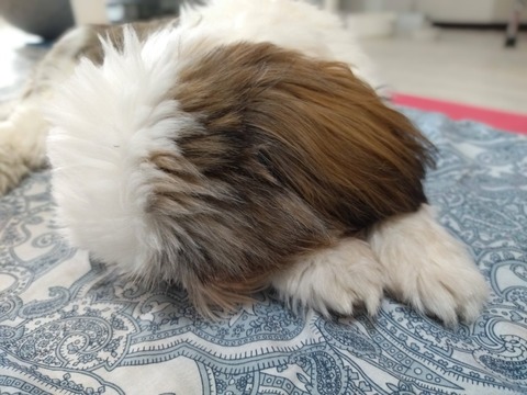 1MSdsnjyQSWEltEgLh_rPA