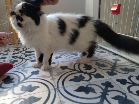 ミニマリノベひながた (10)