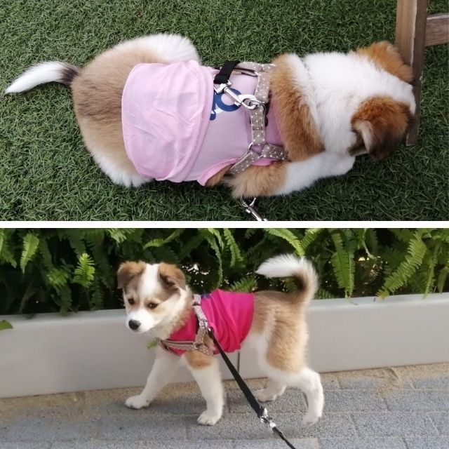 子犬のはるちゃん|ミニマム思考でお買い物失敗!