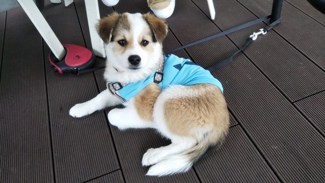 子犬のはるちゃん｜生まれてはじめてオープンカフェへ