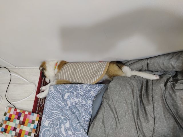 寝る子犬は育つ パピーのはるちゃん寝顔コレクション