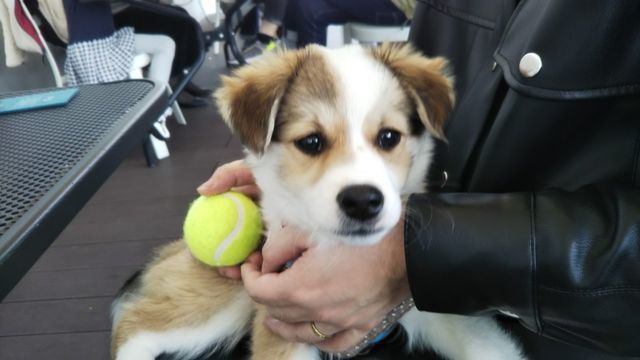 子犬のはるちゃん｜生まれてはじめてオープンカフェへ