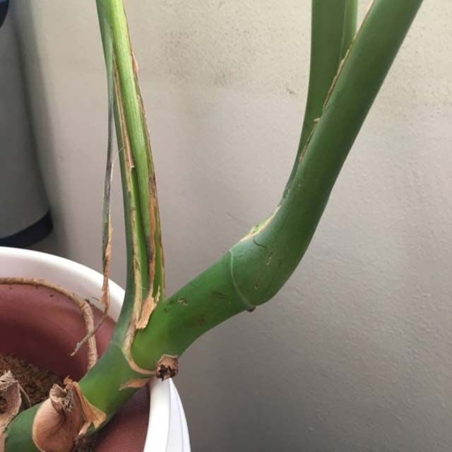 猫の観葉植物いたずら対策 植木鉢にコショウを撒いてペットよけ ていない ていねいじゃない暮らしのブログ Powered By ライブドアブログ 猫の観葉植物いたずら対策 植木鉢にコショウを撒いてペットよけ ていない ていねいじゃない暮らしのブログ Powered By ライブドアブログ