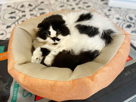 ドン・キホーテ ドンキ ズーテリア ペットベッド クチコミ