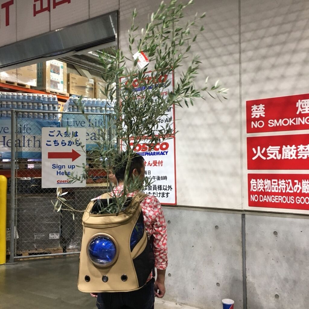 コストコのオリーブ植木鉢が 激安価格30円で元気 大きいので即買い ていない ていねいじゃない暮らしのブログ Powered By ライブドアブログ