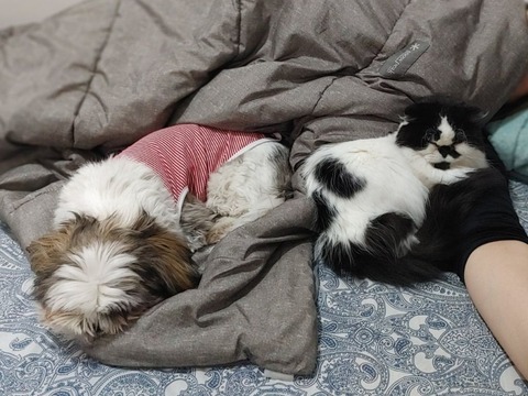 10月ライブドアひながた