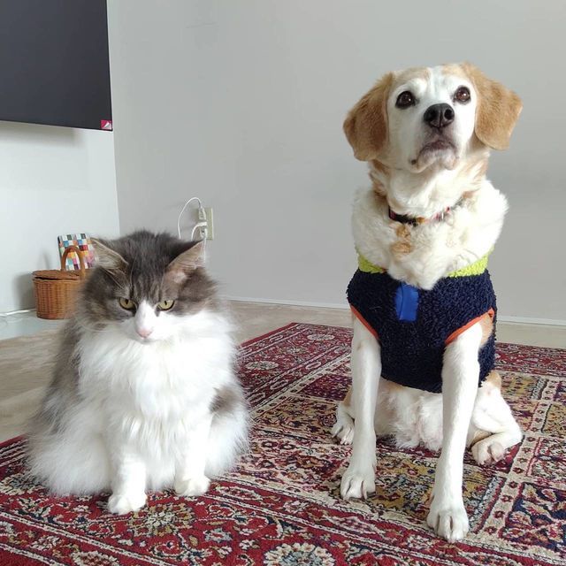 かるちゃんとおばけちゃん写真館：ビフォーアフター10枚