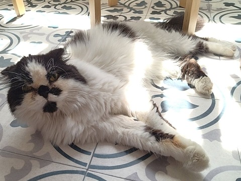 ミニマリノベひながた (6)