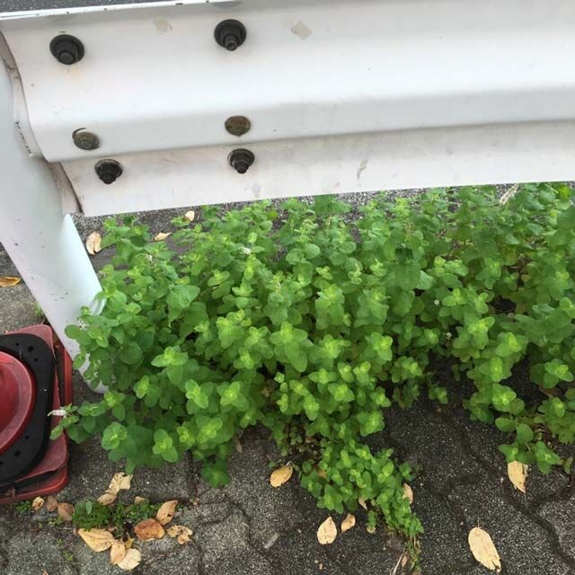 プランター不要 雑草ミントをマグカップで水耕栽培 育て方 ていない ていねいじゃない暮らしのブログ Powered By ライブドアブログ