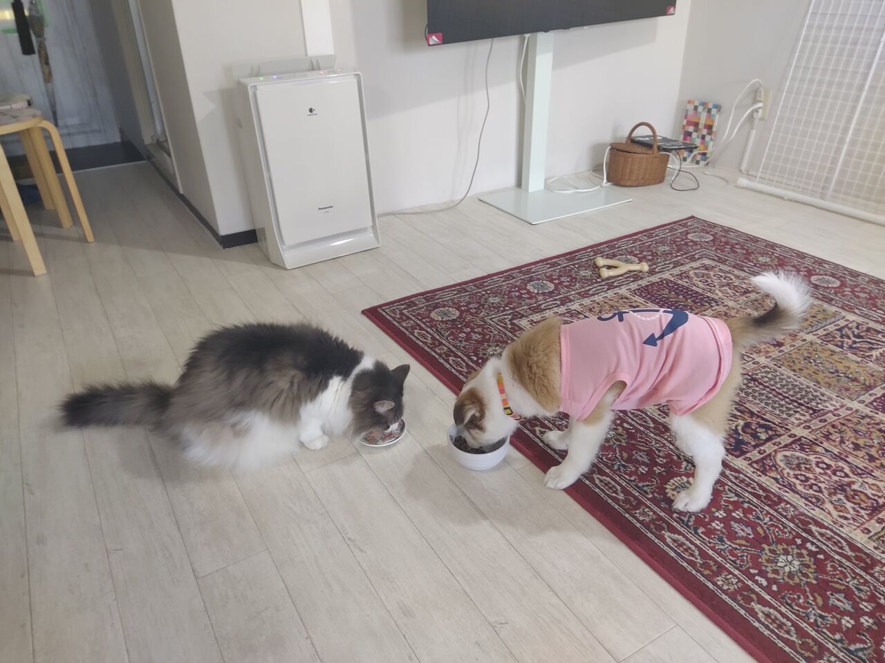 ミニマリストにカーペットは必要か 家族構成や生活習慣によると思うよ ていない ていねいじゃない暮らしのブログ Powered By ライブドアブログ