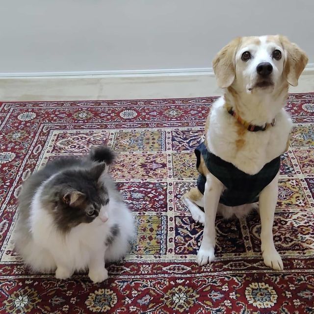 かるちゃんとおばけちゃん写真館：ビフォーアフター10枚