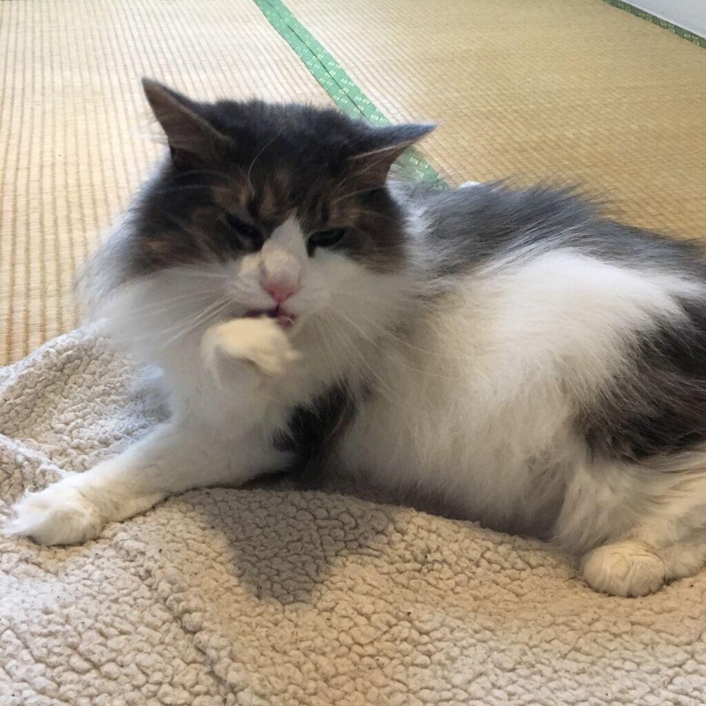 f:id:jikobukken:20180606133019j:plain