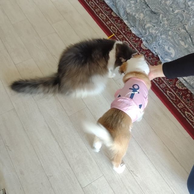 子犬のはるちゃん|先住猫おばけちゃんとの相性について