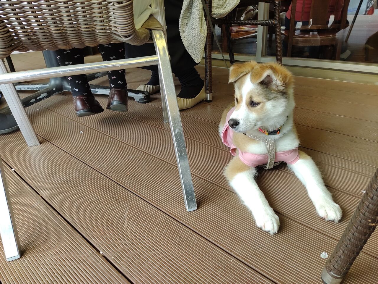 子犬が交代しました 保護犬はるちゃんから元繁殖犬ももたろうくんへ ていない ていねいじゃない暮らしのブログ Powered By ライブドアブログ