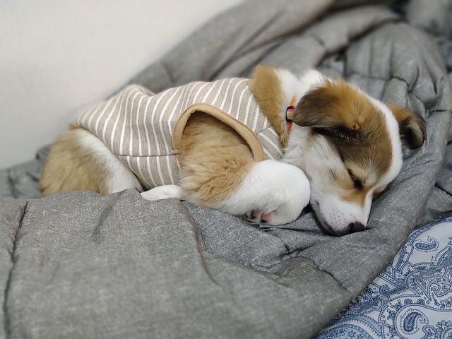 寝る子犬は育つ パピーのはるちゃん寝顔コレクション