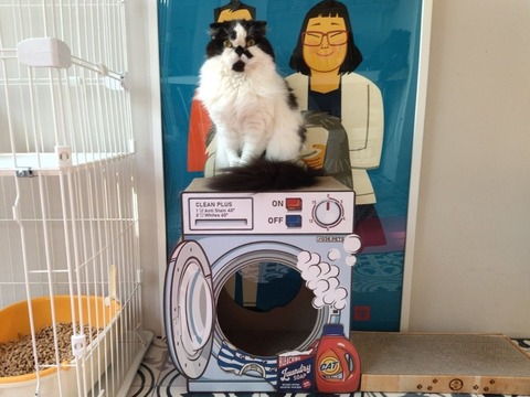 ドラム式洗濯機型爪とぎ（爪とぎ ランドリー） 買ってよかった猫グッズ｜安くておしゃれなオススメペット用品10選【2021年】
