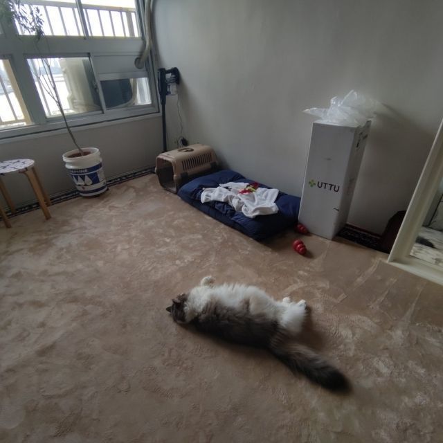 子犬のはるちゃん|先住猫おばけちゃんとの相性について