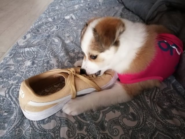 ていない（ていねいじゃないの略）暮らしを実践中の  クセつよアイテムと暮らすミニマリスト、  ていないこと大木奈ハル子です。     29平米という激狭賃貸マンションながら  聴導犬のソーシャライザー  （子犬預かりボランティア）として活動中です。     5日前から聴導犬パピーの  はるちゃん（雑種・保護犬・2か月半）を  お預かり中です。    聴導犬パピーはるちゃんの靴屋さん  はるちゃんがきて2日目から  一緒の布団で寝ているのですが…    今朝私が起きて目に入ったのはこの光景…         はるちゃん、なんと  玄関に置いていたスニーカーを  布団の上まで運んできていました。    写真には映りこんでいないのですが  ユニットバスのスリッパ（ニセクロックス）も  布団に置いてあって 、  早朝から靴屋さんを開店していたようです。     ୨୧┈┈┈┈┈┈┈┈┈┈┈┈┈┈┈┈┈୨୧  長らく放置していたブログ村ですが再登板します。  「子犬」「ミニマリスト」「ジャンクスタイルインテリア」     登録して4日で「子犬」が3位になりました。  クリックありがとうございます。      にほんブログ村  🐶「子犬」は何位かチェックする  🏠「ミニマリスト」は何位かチェックする  🔧「ジャンクスタイルインテリア」は何位かチェックする   