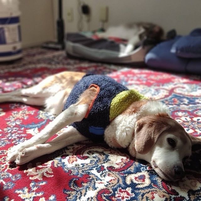 元聴導犬のかるちゃん、今週末で子犬と交代します