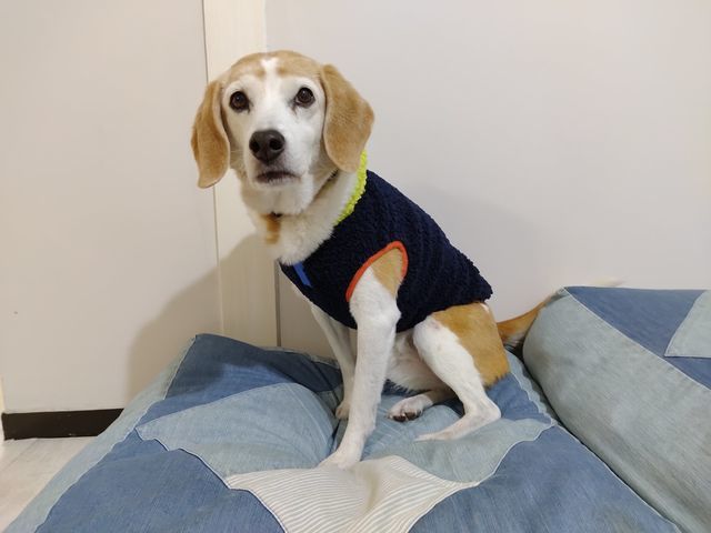 12キロ中型犬の楽天市場シンプルなドッグウェア 冬服激安購入品報告 ていない ていねいじゃない暮らしのブログ Powered By ライブドアブログ