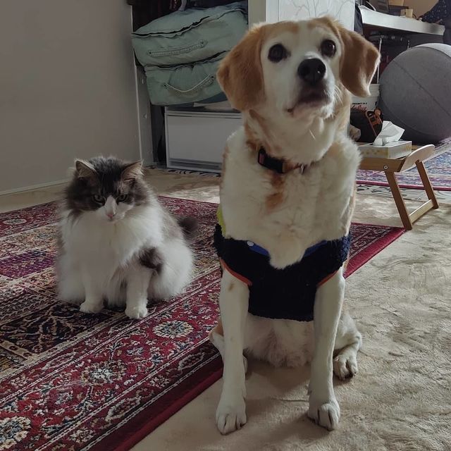 かるちゃんとおばけちゃん写真館：ビフォーアフター10枚