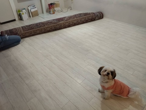 カーペットを断捨離 ペット用クッションフロアに買い替えます ていない ていねいじゃない暮らしのブログ Powered By ライブドアブログ