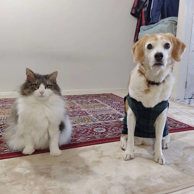 かるちゃんとおばけちゃん写真館：ビフォーアフター10枚