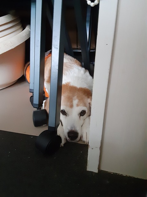 239848640_4302727163139920_7246515737051699199_n