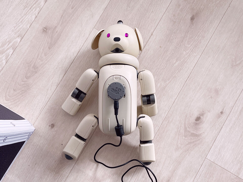 懐かしのアイボ(ラッテ)をお譲りします