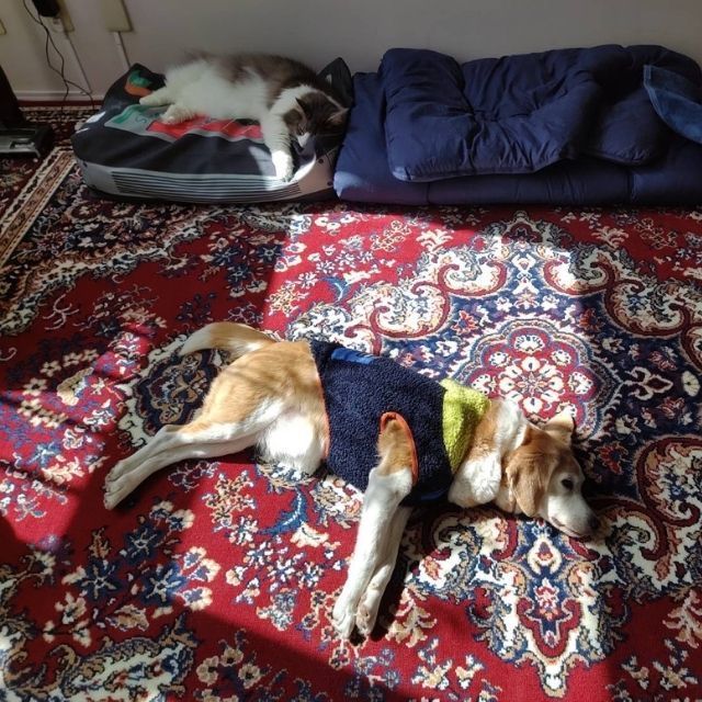 元聴導犬のかるちゃん、今週末で子犬と交代します