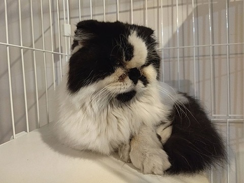 ミニマリノベひながた (5)