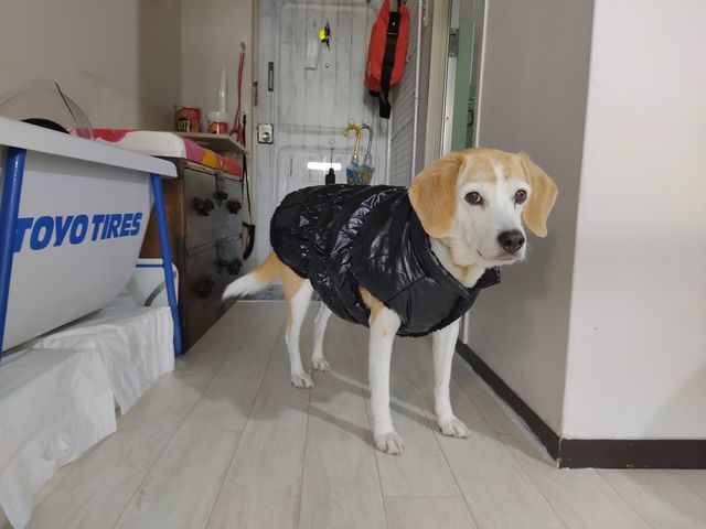 12キロ中型犬の楽天市場シンプルなドッグウェア 冬服激安購入品報告 ていない ていねいじゃない暮らしのブログ Powered By ライブドアブログ