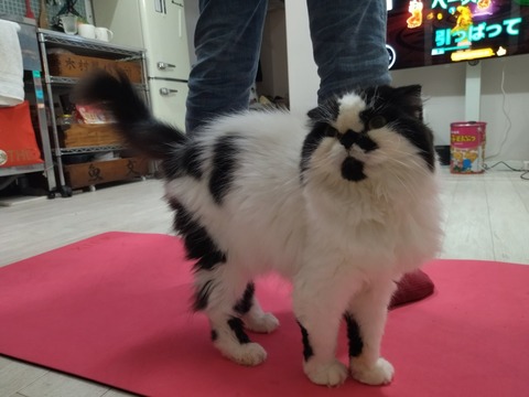 iLN0gW1WSbeXAAE1SJ1v6Q