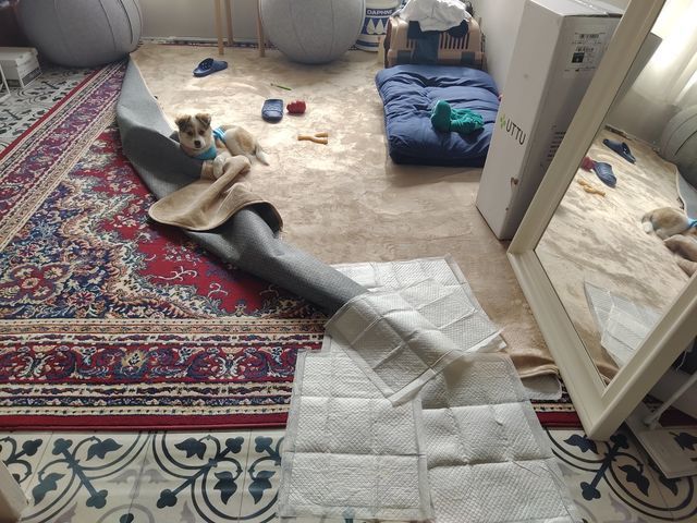 子犬のはるちゃん｜悪魔が取り憑く！？魔のハッスルタイムにふりまわされ中