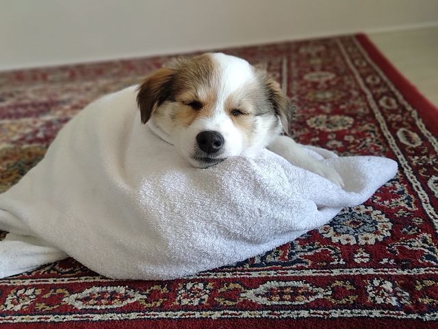 寝る子犬は育つ パピーのはるちゃん寝顔コレクション