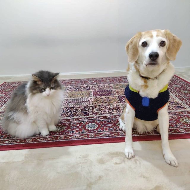 かるちゃんとおばけちゃん写真館：ビフォーアフター10枚