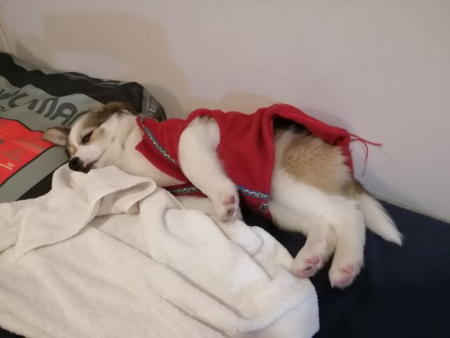 寝る子犬は育つ パピーのはるちゃん寝顔コレクション