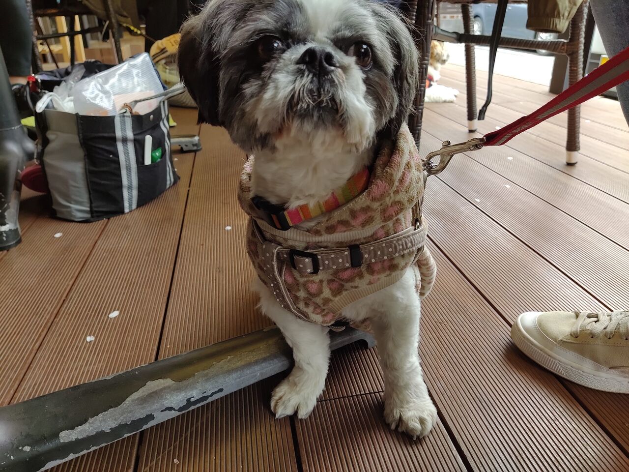 子犬が交代しました 保護犬はるちゃんから元繁殖犬ももたろうくんへ ていない ていねいじゃない暮らしのブログ Powered By ライブドアブログ