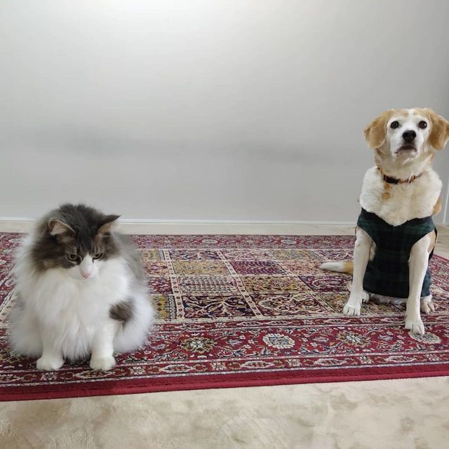 かるちゃんとおばけちゃん写真館：ビフォーアフター10枚